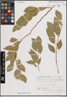 Foto von Salix excelsa var. rodinii A. K. Skvortsov